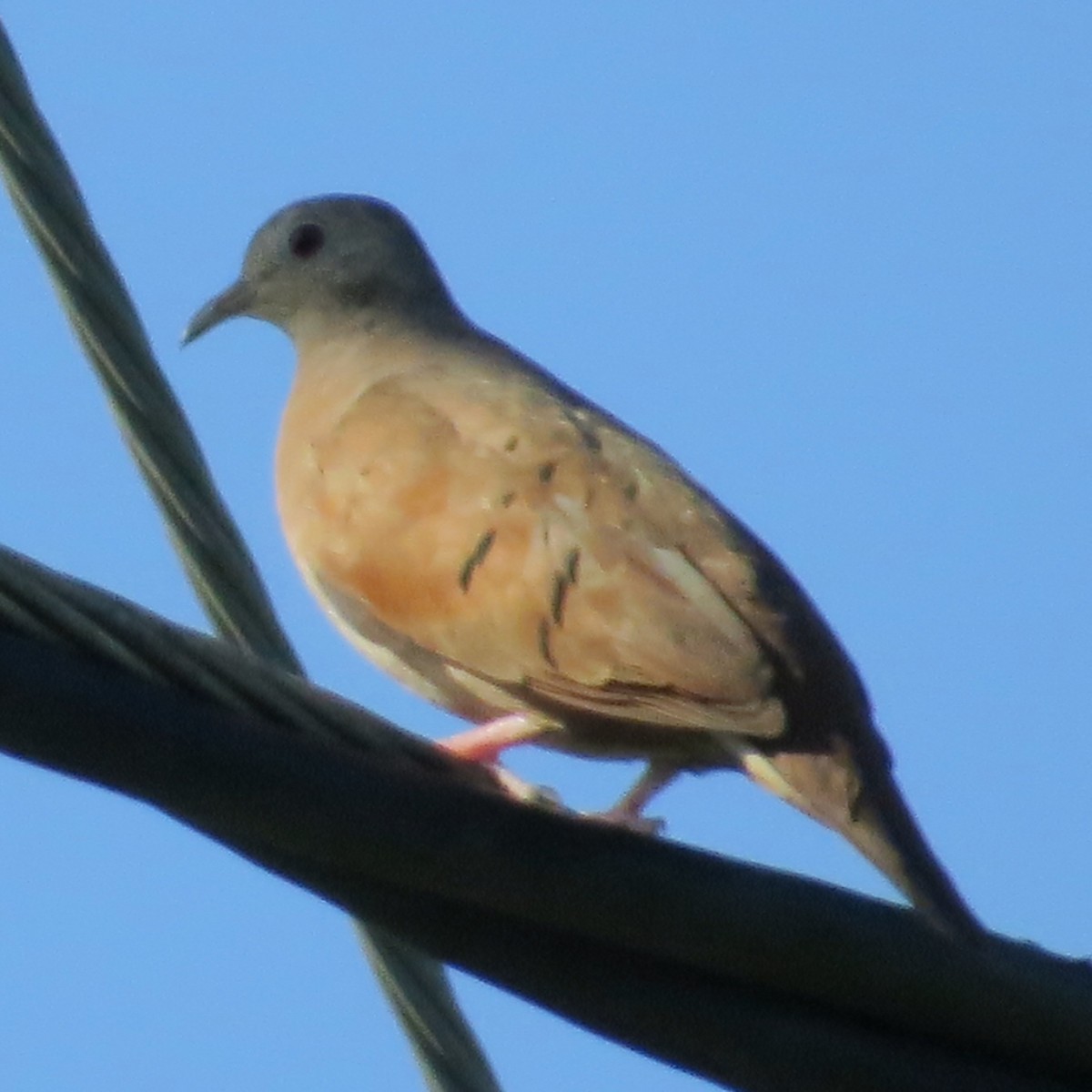 Ruddy Ground Dove - ML35849251