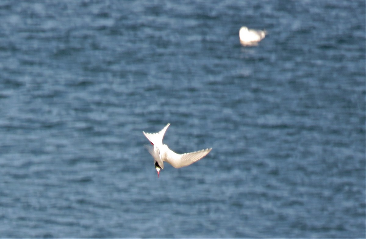 South American Tern - ML358493021