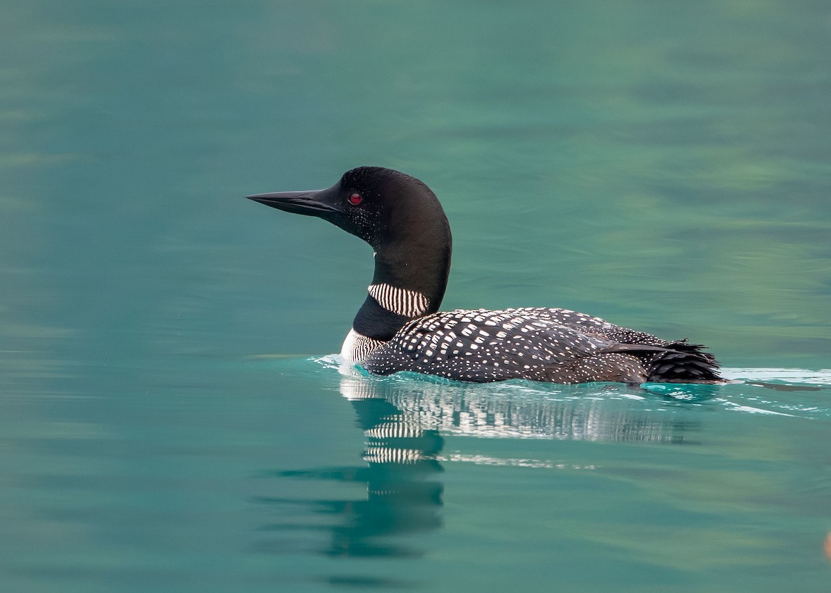 Common Loon - Ken Pride