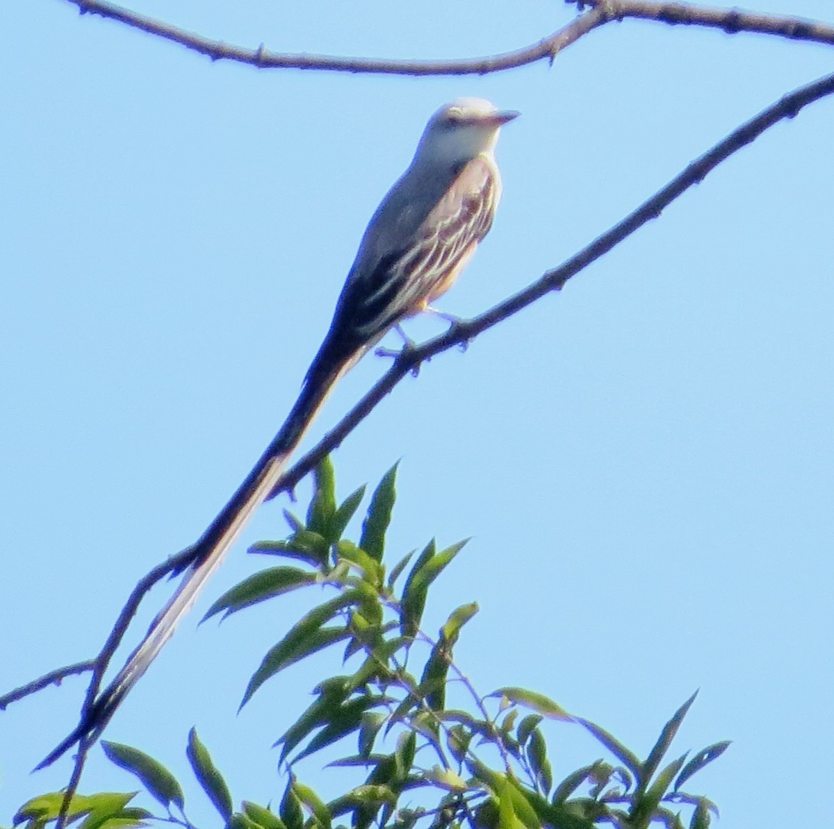 Scissor-tailed Flycatcher - Nels Nelson