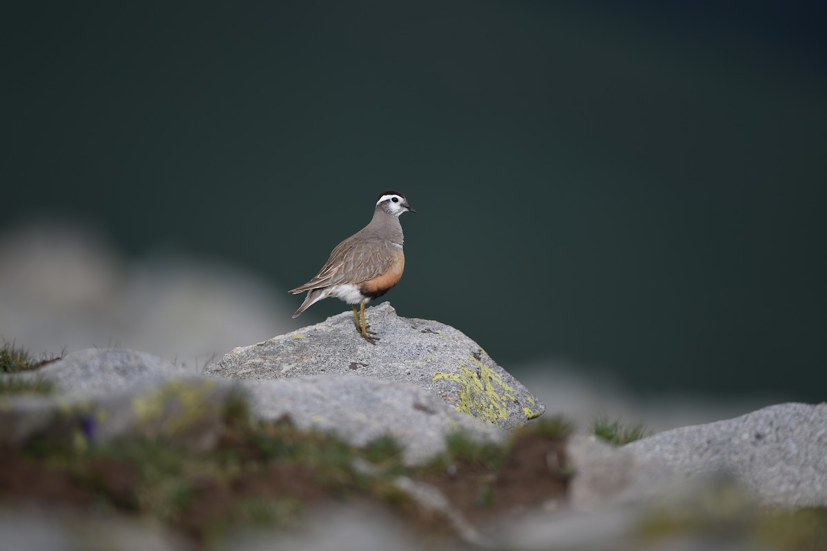 Eurasian Dotterel - ML35849491