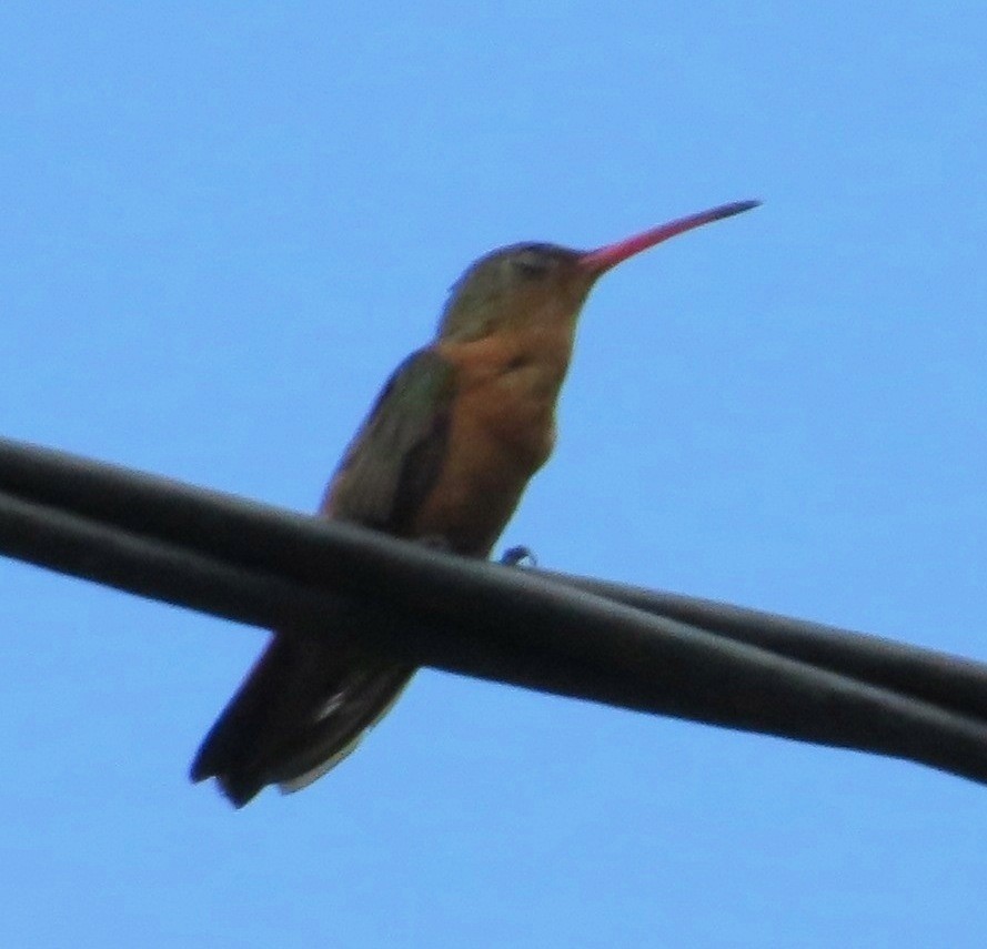 Cinnamon Hummingbird - ML35849931