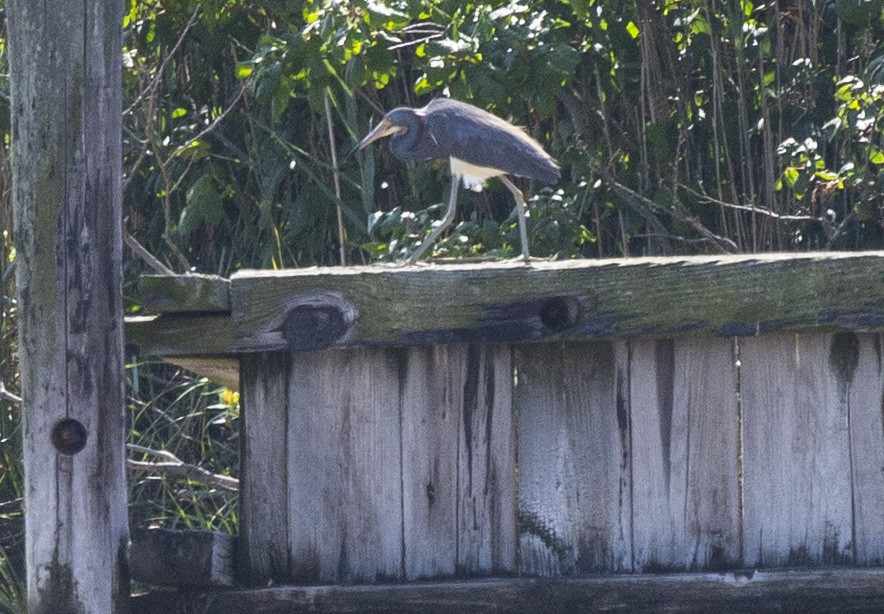 Tricolored Heron - ML358500631