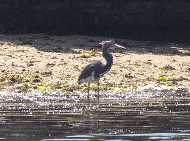 Tricolored Heron - ML358500641