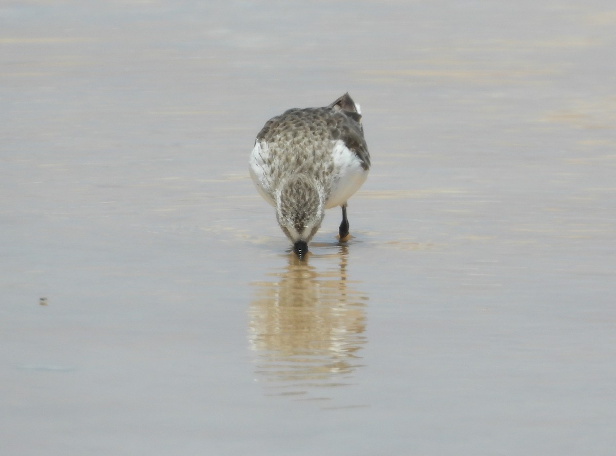 Bergstrandläufer - ML358503451