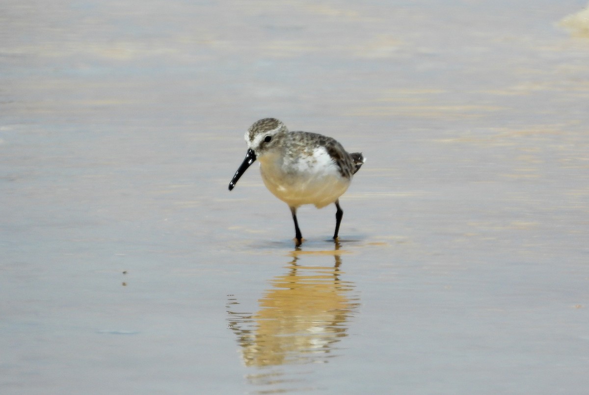 Western Sandpiper - ML358503501