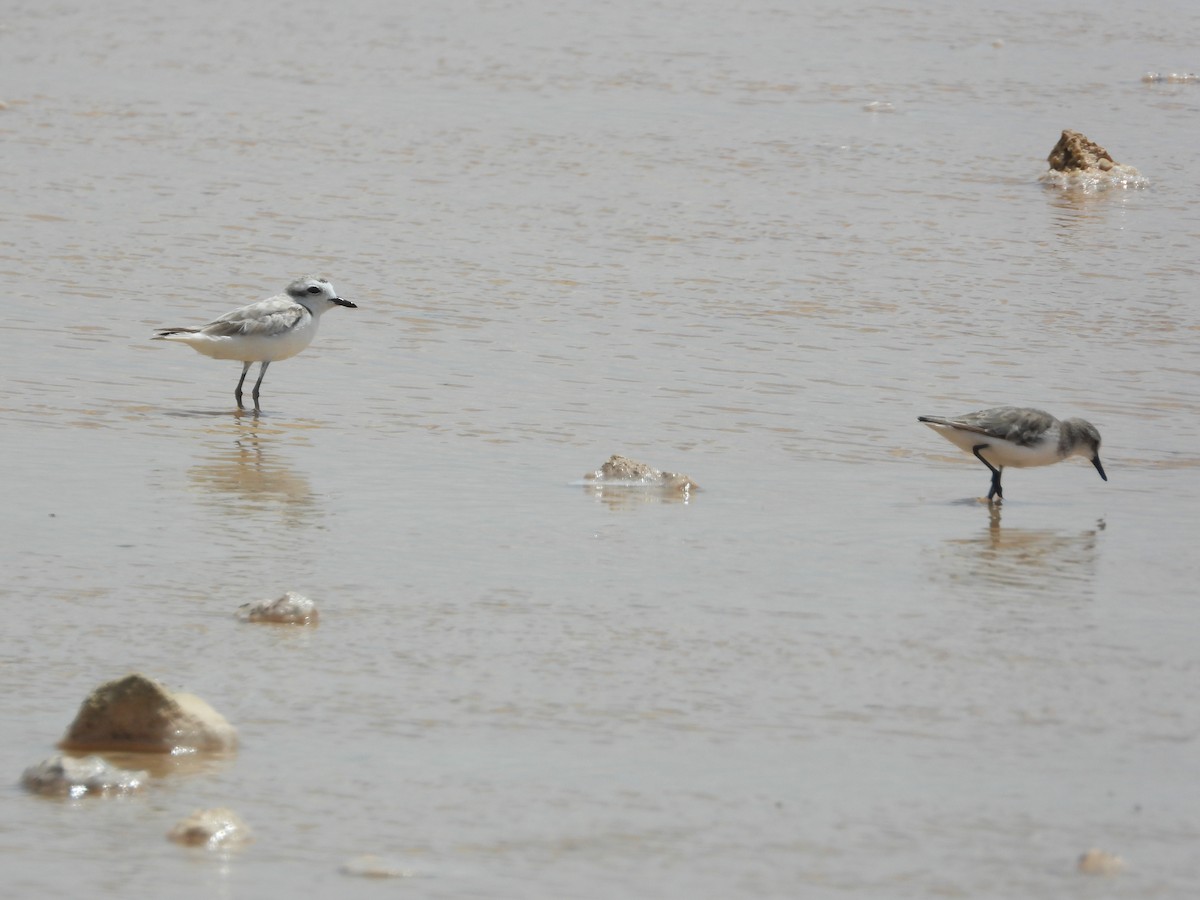 Semipalmated Sandpiper - ML358504691