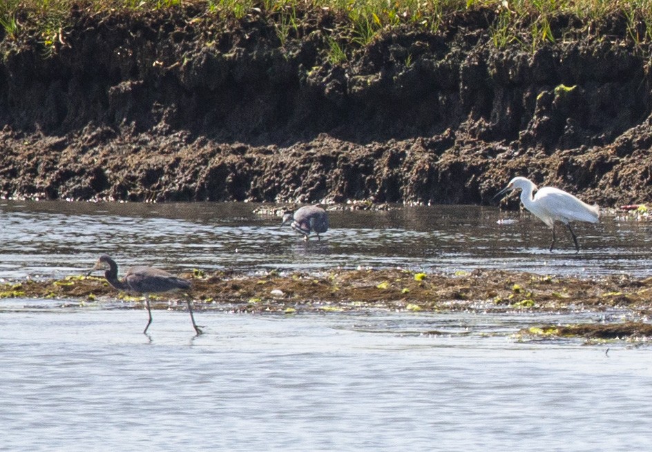 Tricolored Heron - ML358508641