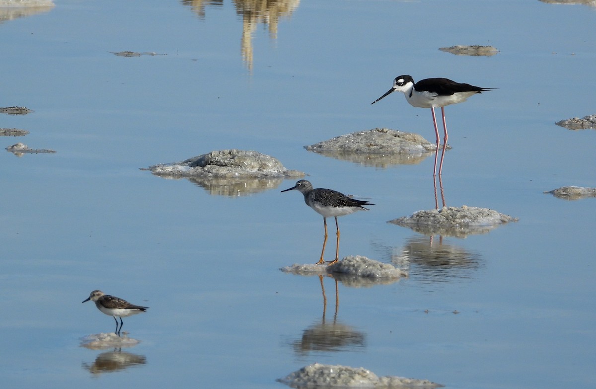 Black-necked Stilt - ML358509521