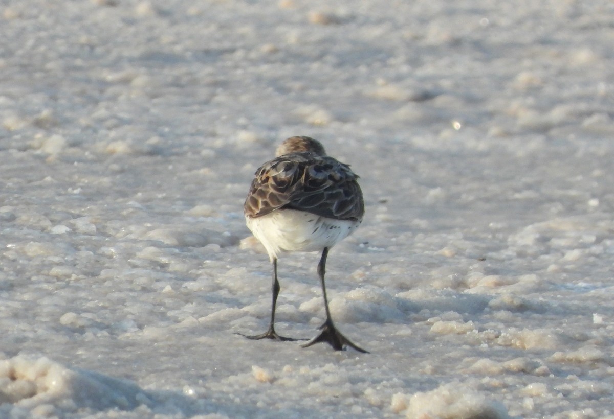 Western Sandpiper - ML358511201