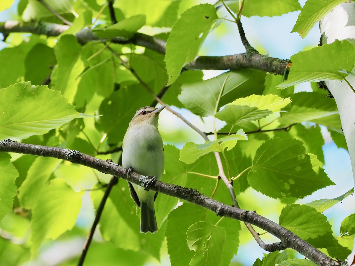 Red-eyed Vireo - Francine Fortier