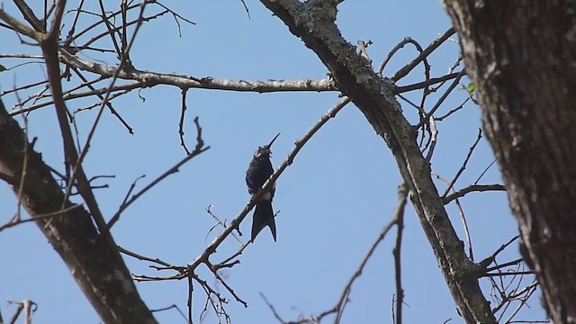 Blue-tufted Starthroat - ML358511311