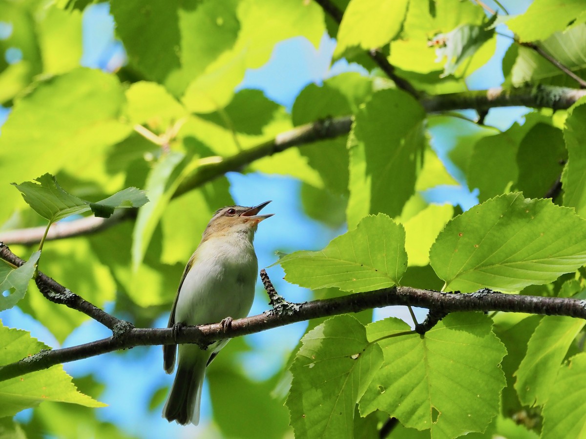 Red-eyed Vireo - Francine Fortier