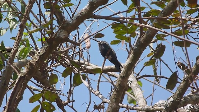 Blue-tufted Starthroat - ML358511501