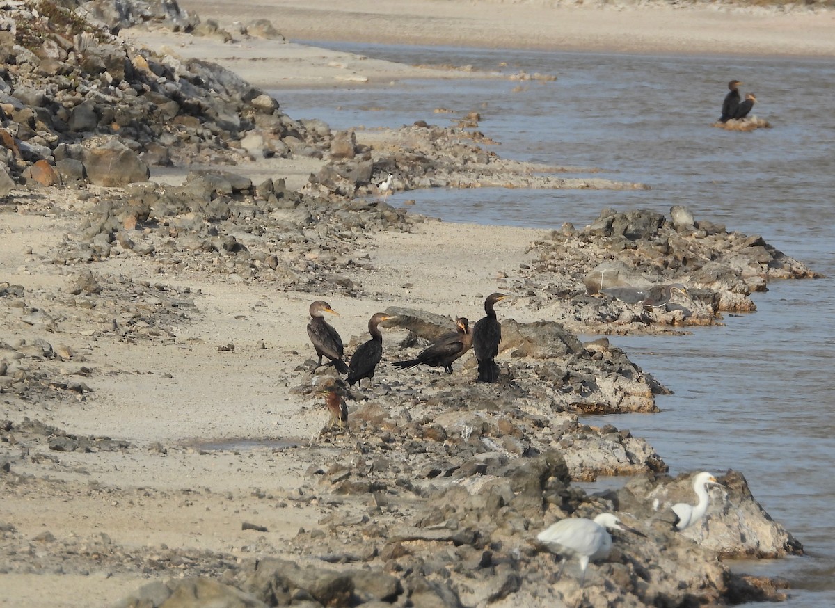 Neotropic Cormorant - Pam Rasmussen