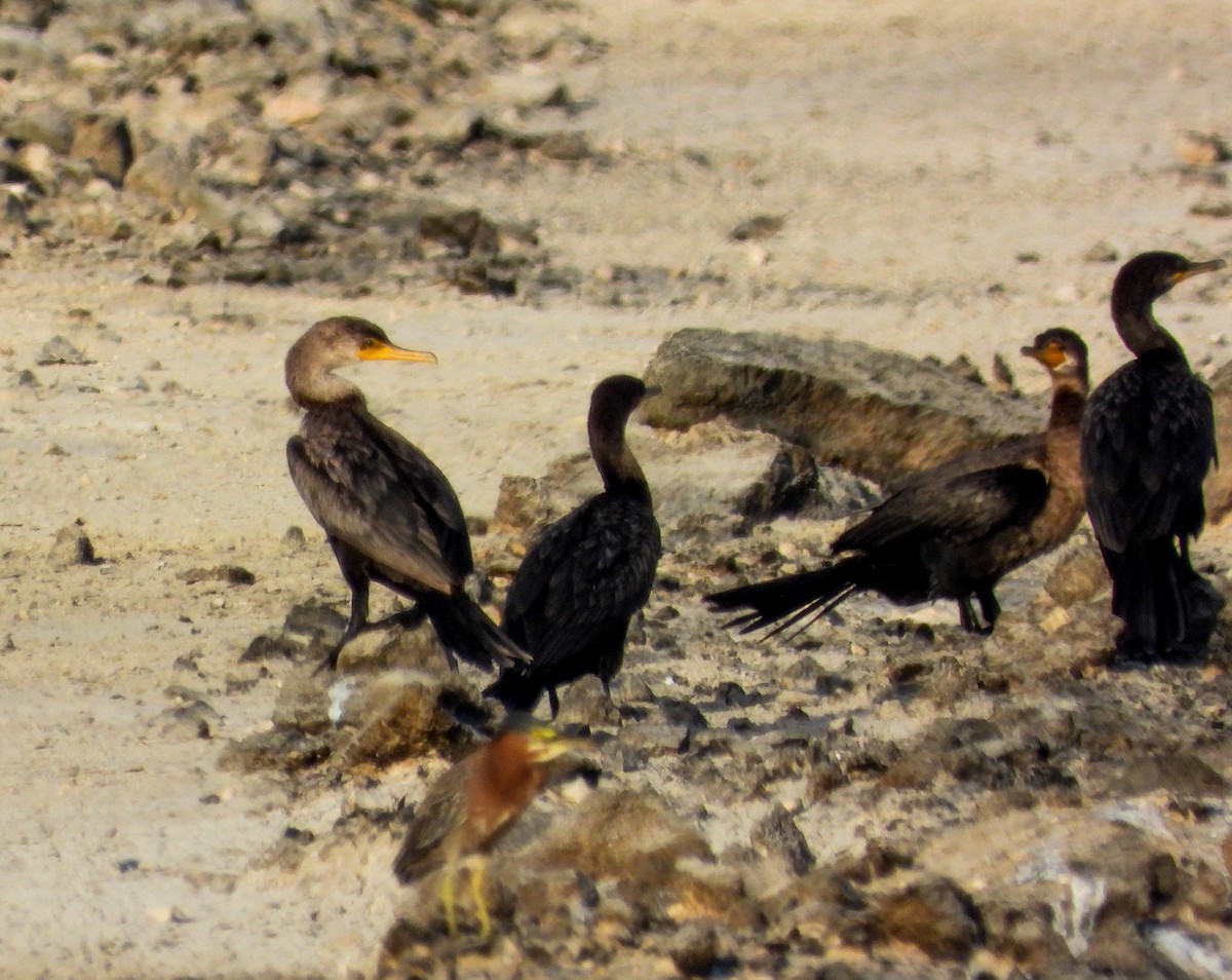 Neotropic Cormorant - ML358511611