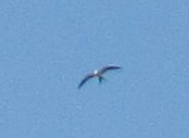 Swallow-tailed Kite - ML358512751