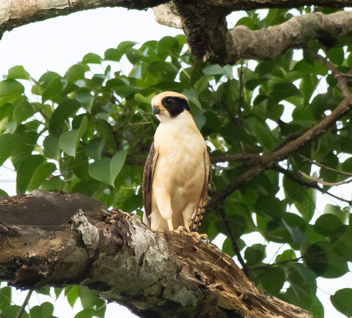 Laughing Falcon - ML358513771