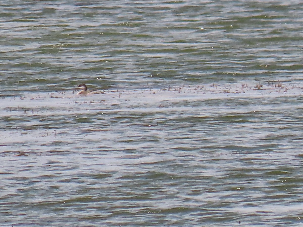 Western Grebe - ML358513921