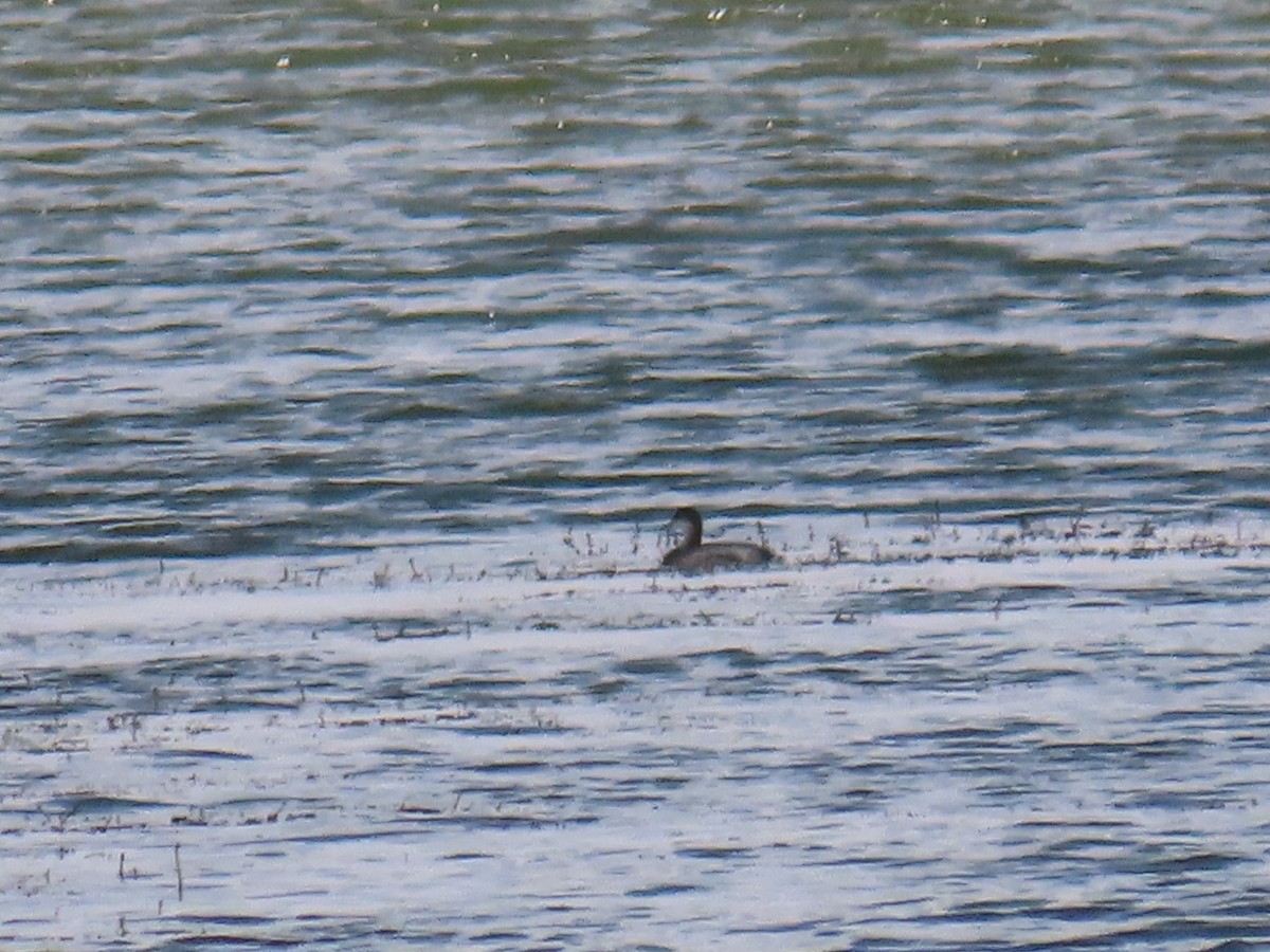 Western Grebe - ML358513931