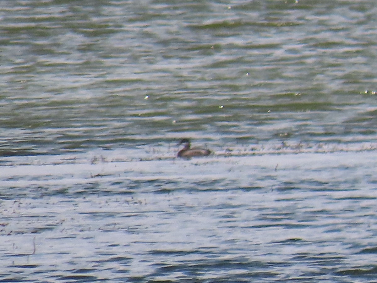 Western Grebe - ML358513941