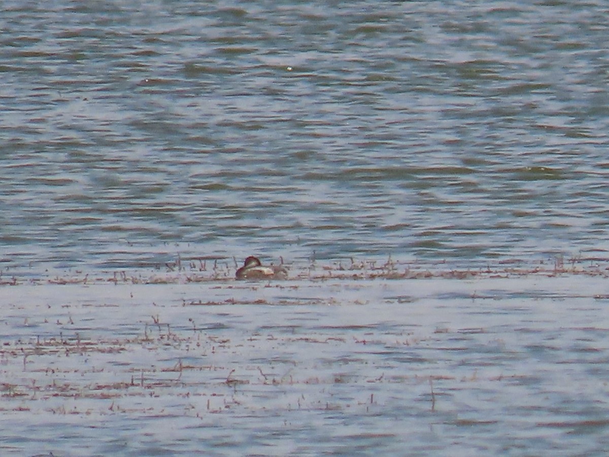 Western Grebe - ML358513961