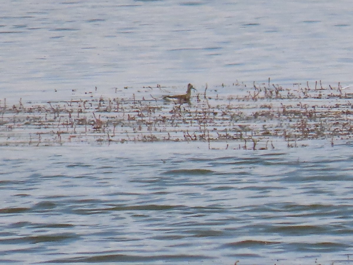 Wilson's Phalarope - ML358514021