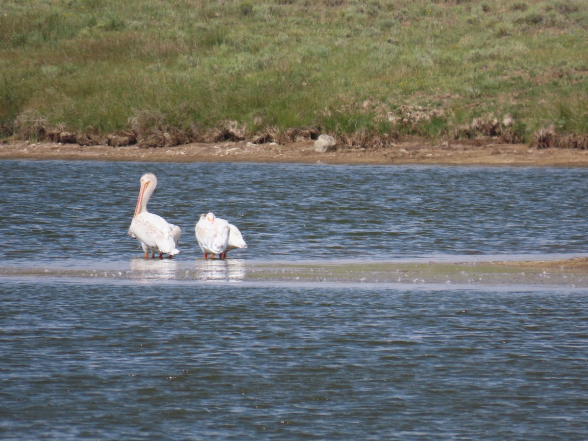 American White Pelican - ML358514051