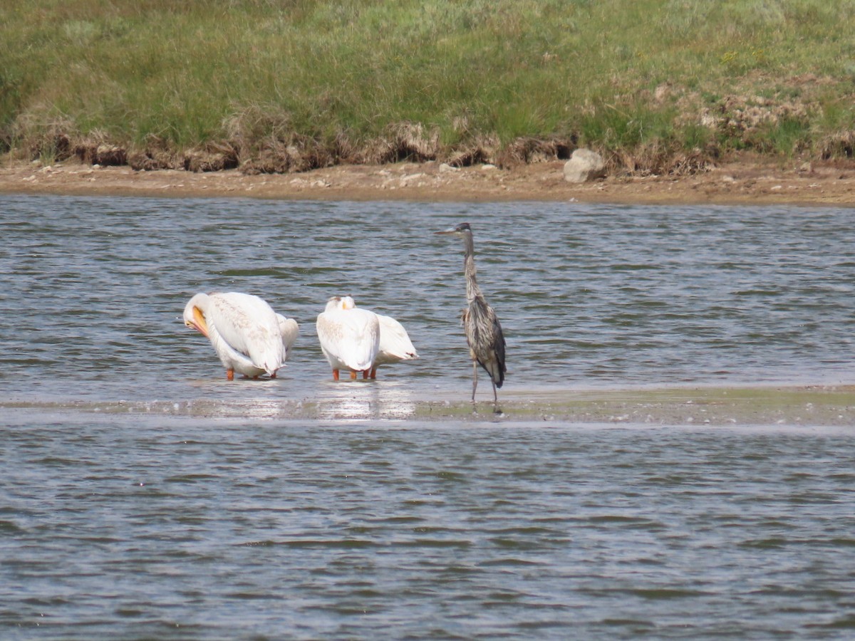 Great Blue Heron - ML358514081