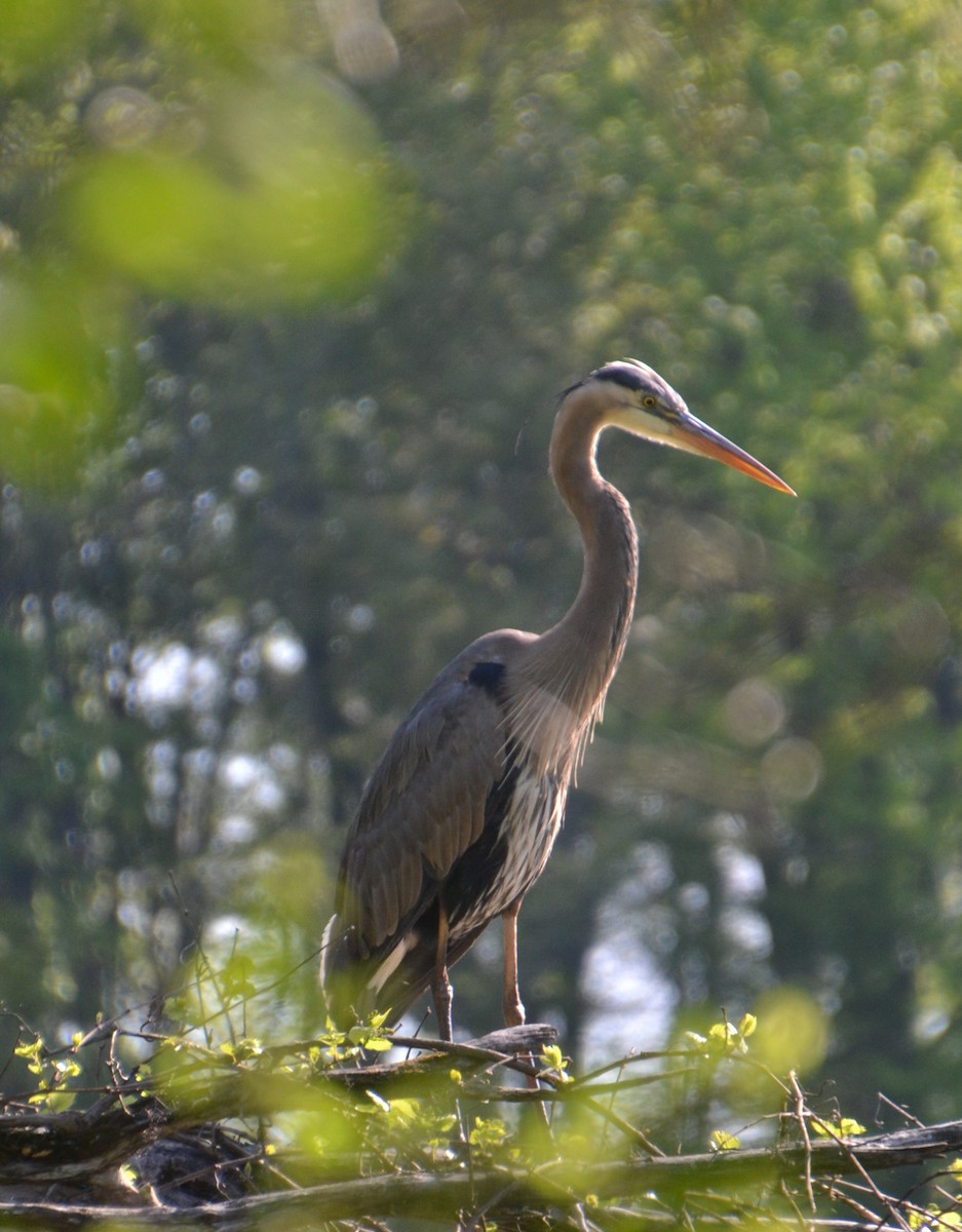 Great Blue Heron - ML358514451