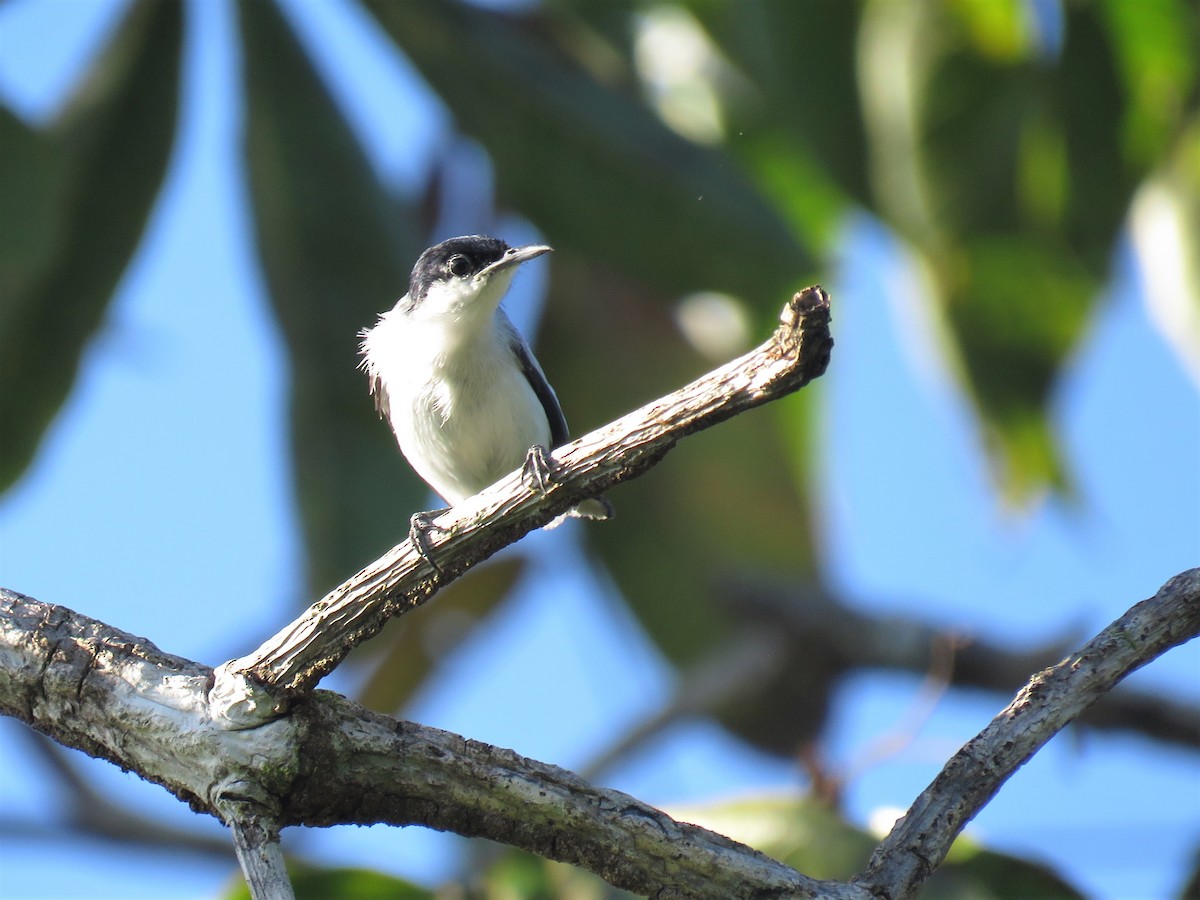 Tropical Gnatcatcher (plumbea) - ML358515221