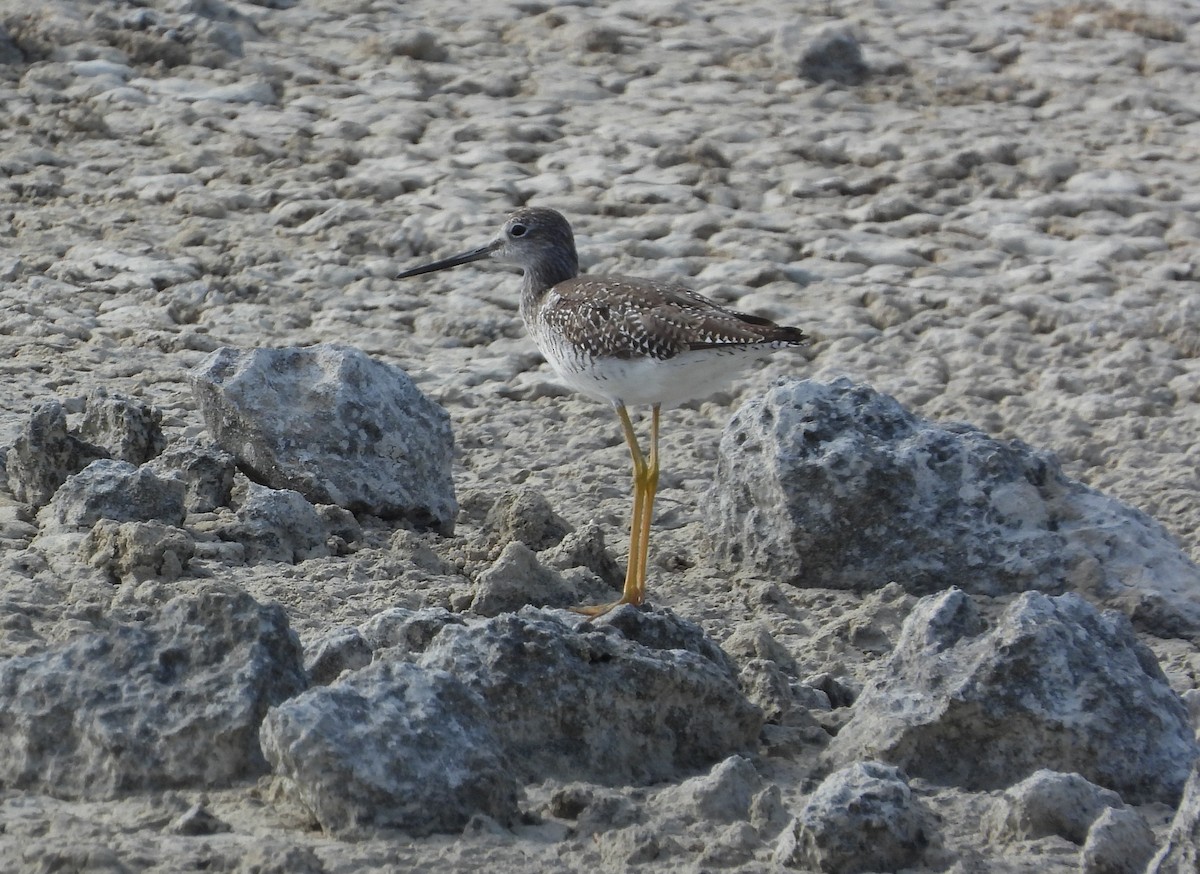 Greater Yellowlegs - ML358517041