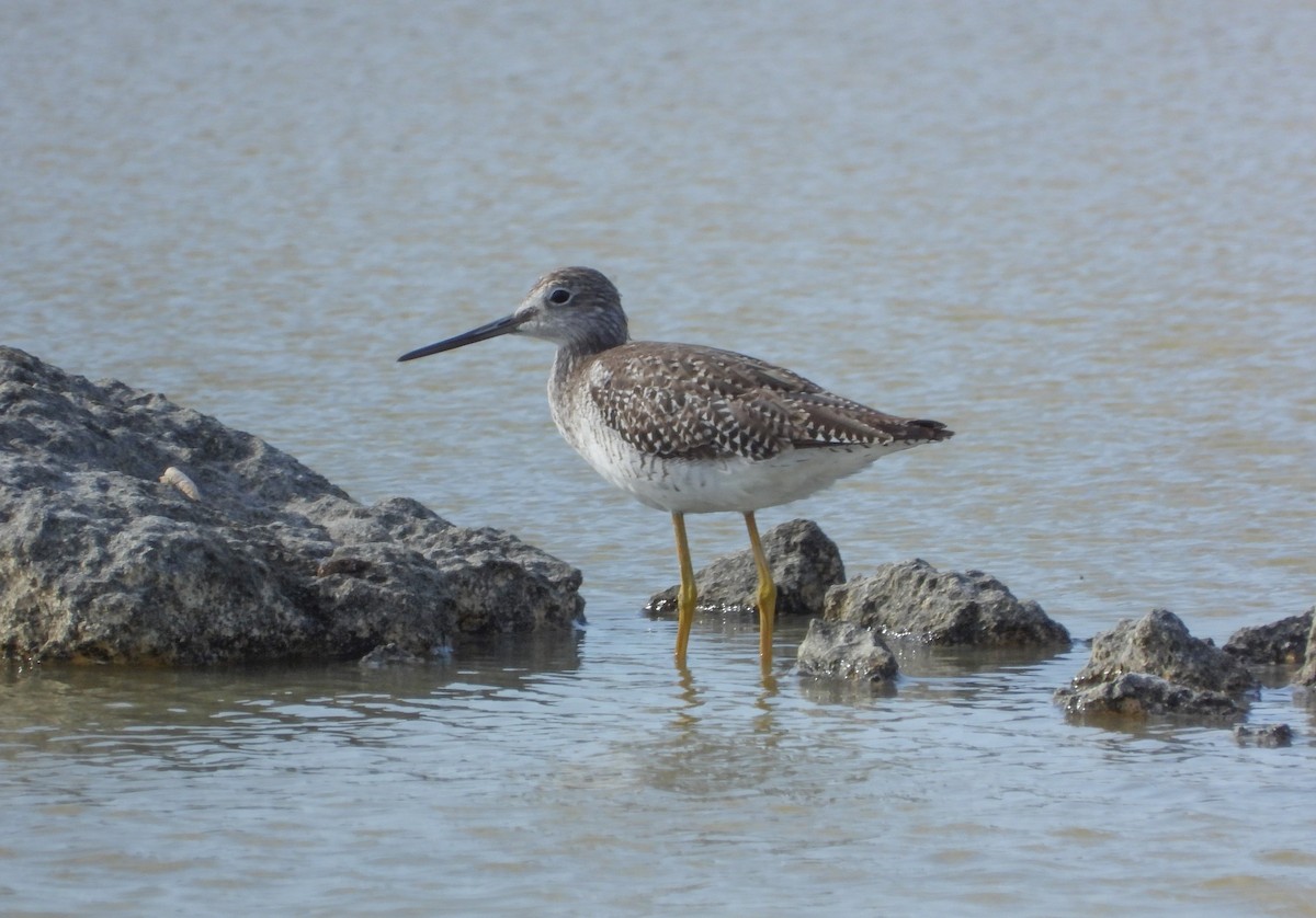 Greater Yellowlegs - ML358517061