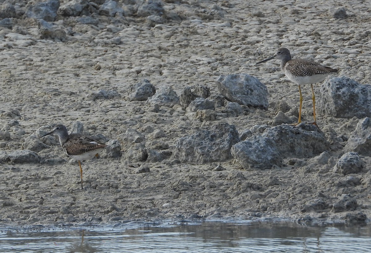 Greater Yellowlegs - ML358517101