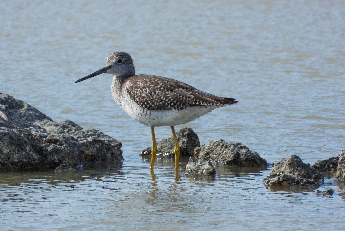 Greater Yellowlegs - Pam Rasmussen