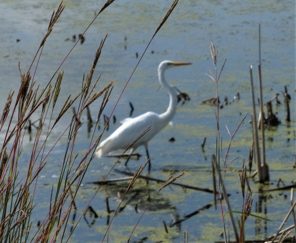 Great Egret - ML358517601