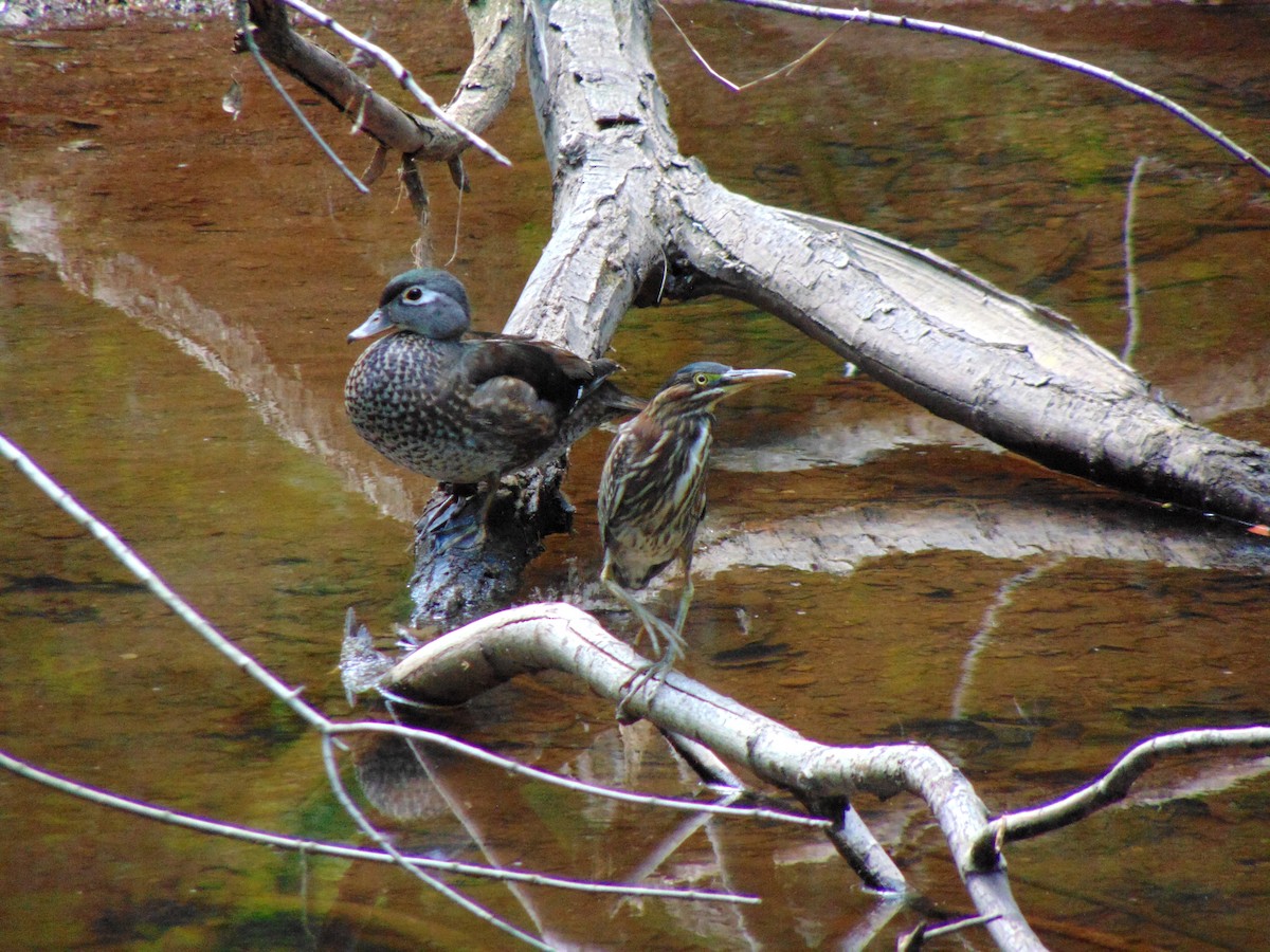 Green Heron - Ken Andrews