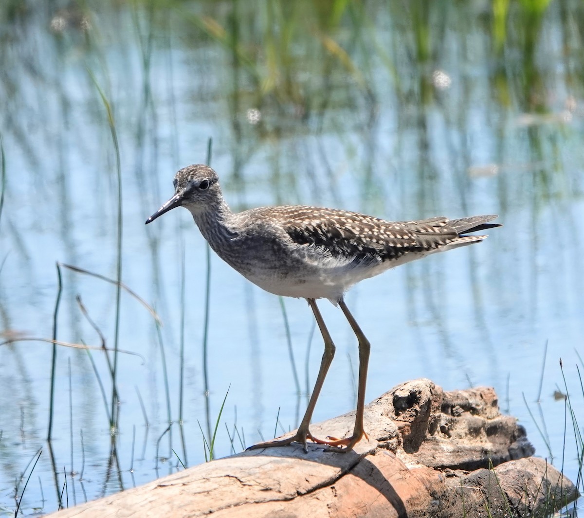 Lesser Yellowlegs - Clem Nilan