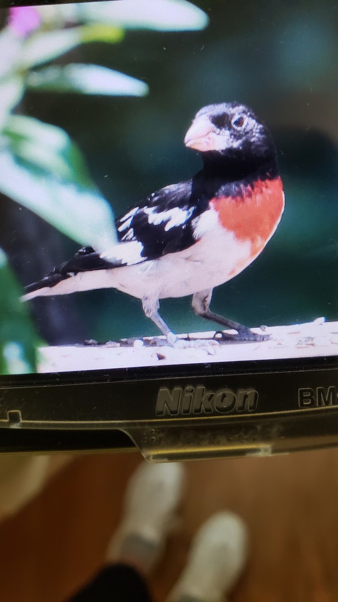 Rose-breasted Grosbeak - ML358519561