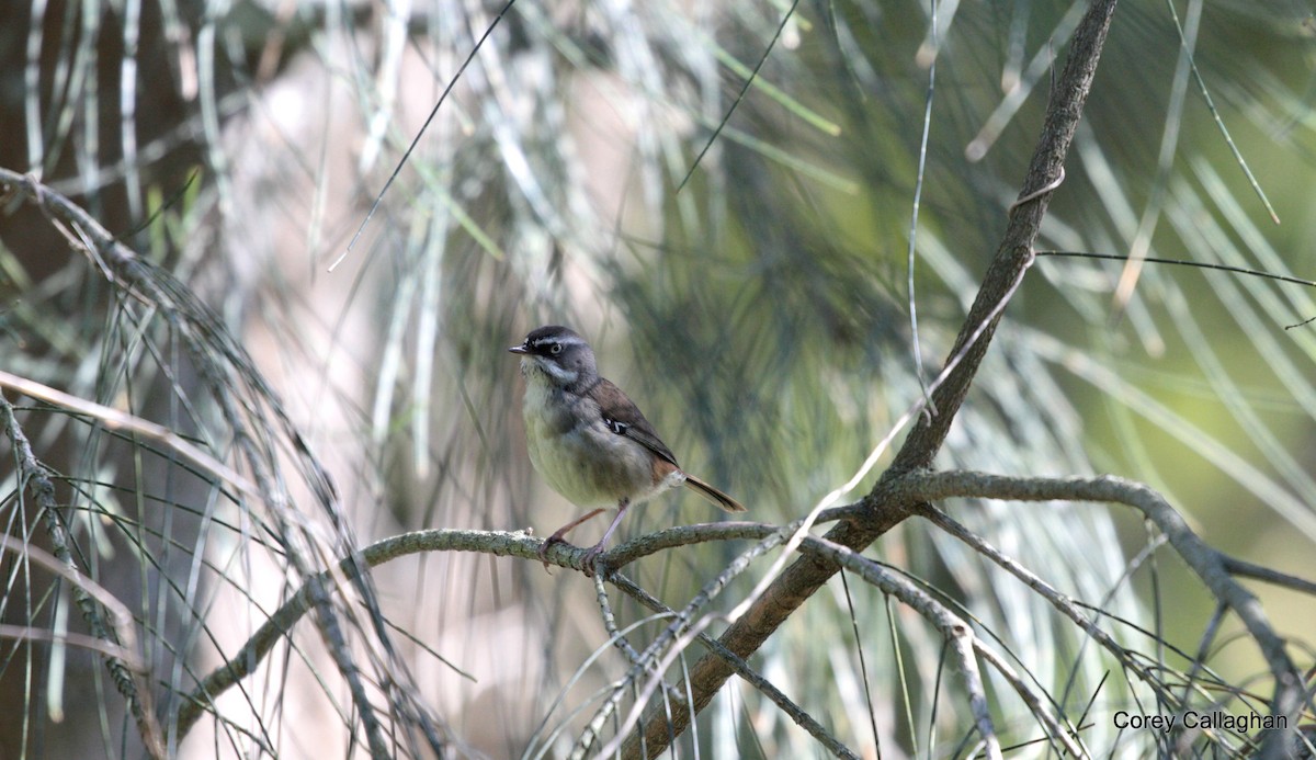 White-browed Scrubwren - ML35852011