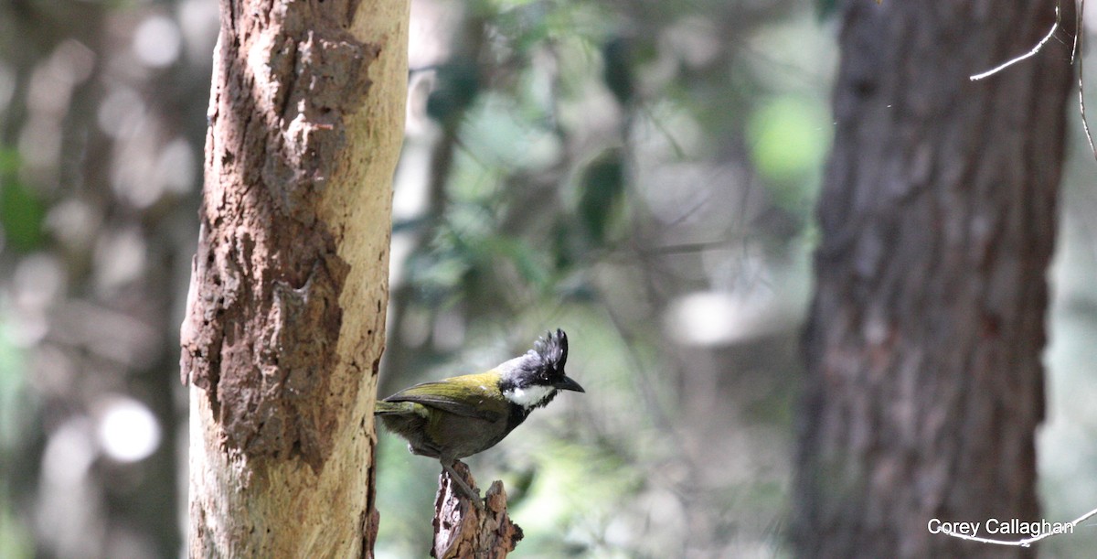 Eastern Whipbird - ML35852021