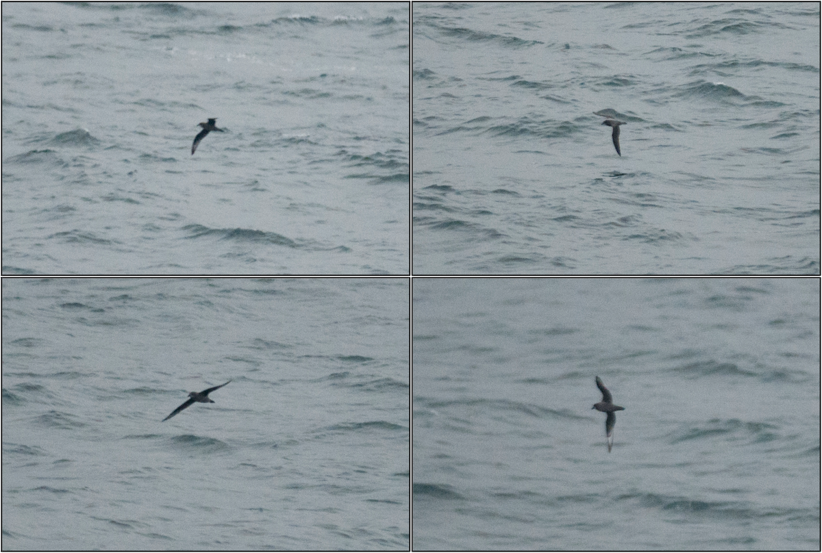 Murphy's Petrel - Alaska Historical Records