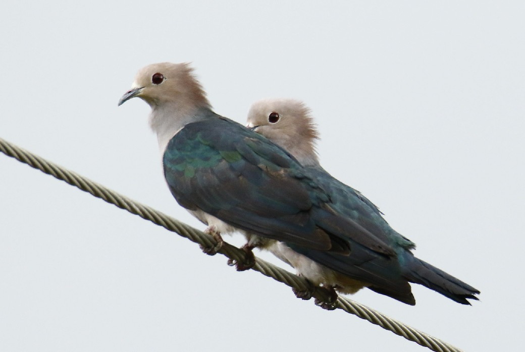 Green Imperial-Pigeon - ML358521341