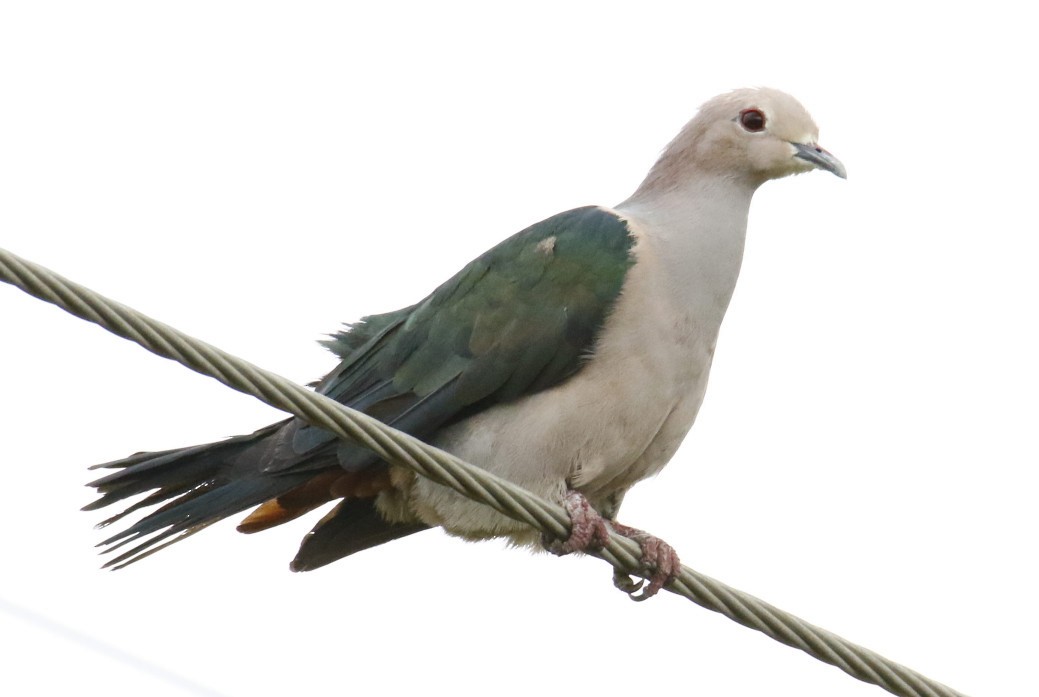 Green Imperial-Pigeon - ML358521351