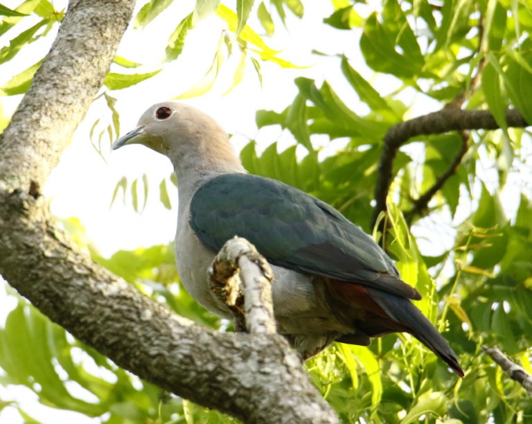 Green Imperial-Pigeon - ML358521361