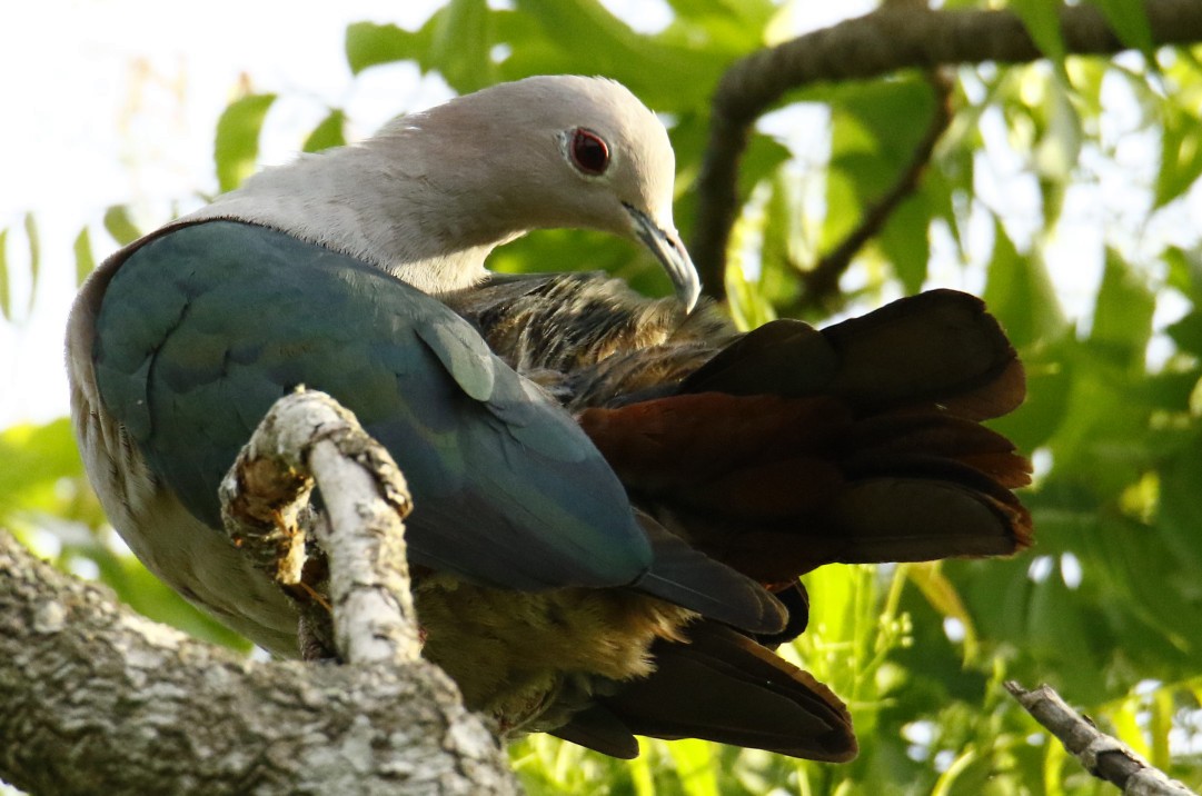 Green Imperial-Pigeon - ML358521381