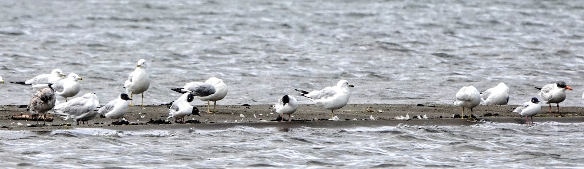 Mouette de Bonaparte - ML358521401