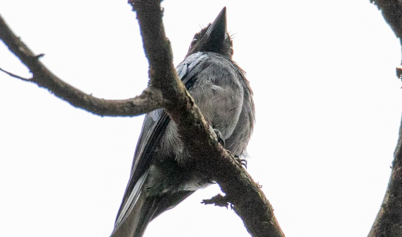 Sri Lanka Drongo - ML358522401