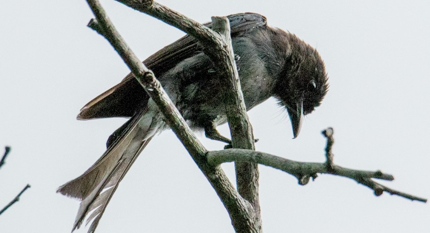 Sri Lanka Drongo - ML358522411