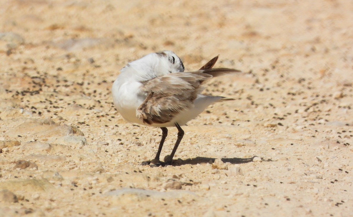 Snowy Plover - Pam Rasmussen